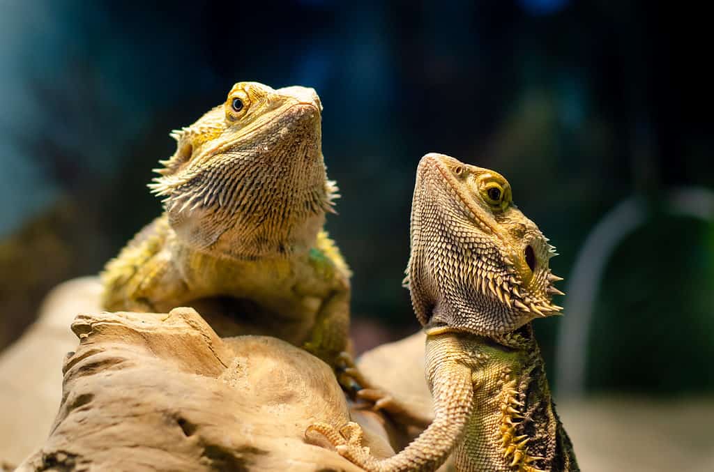 Pogona vitticeps, il drago barbuto centrale (o interno), è una specie di lucertola agamidica che si trova in un'ampia gamma di regioni aride e semiaride dell'Australia.