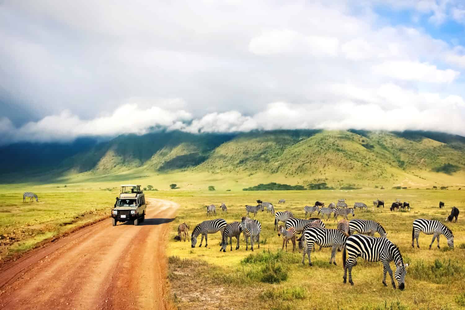 Natura selvaggia dell'Africa. Zebre contro montagne e nuvole. Safari nel Parco Nazionale del Cratere di Ngorongoro. Tanzania.