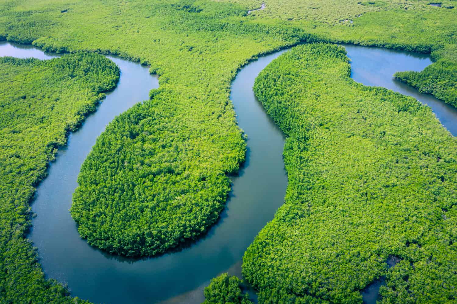 Veduta aerea della foresta amazzonica del Brasile, Sud America. Foresta verde. Vista a volo d'uccello.