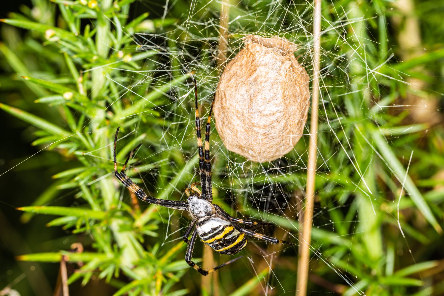 Fotografia a colori della fauna selvatica del ragno Wasp (Argiope bruennichi) con sacco di uova. identificazione delle uova di ragno