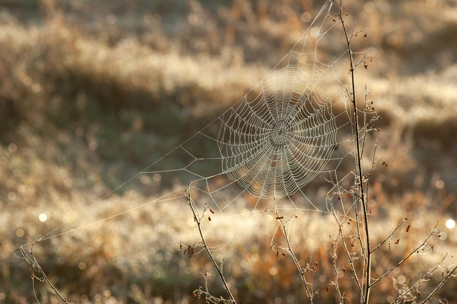 Una ragnatela tra due steli secchi in un prato mattutino. Il web è ancorato in una cornice triangolare e perfettamente a fuoco su uno sfondo bokeh caldo. Texture e punti salienti interessanti.