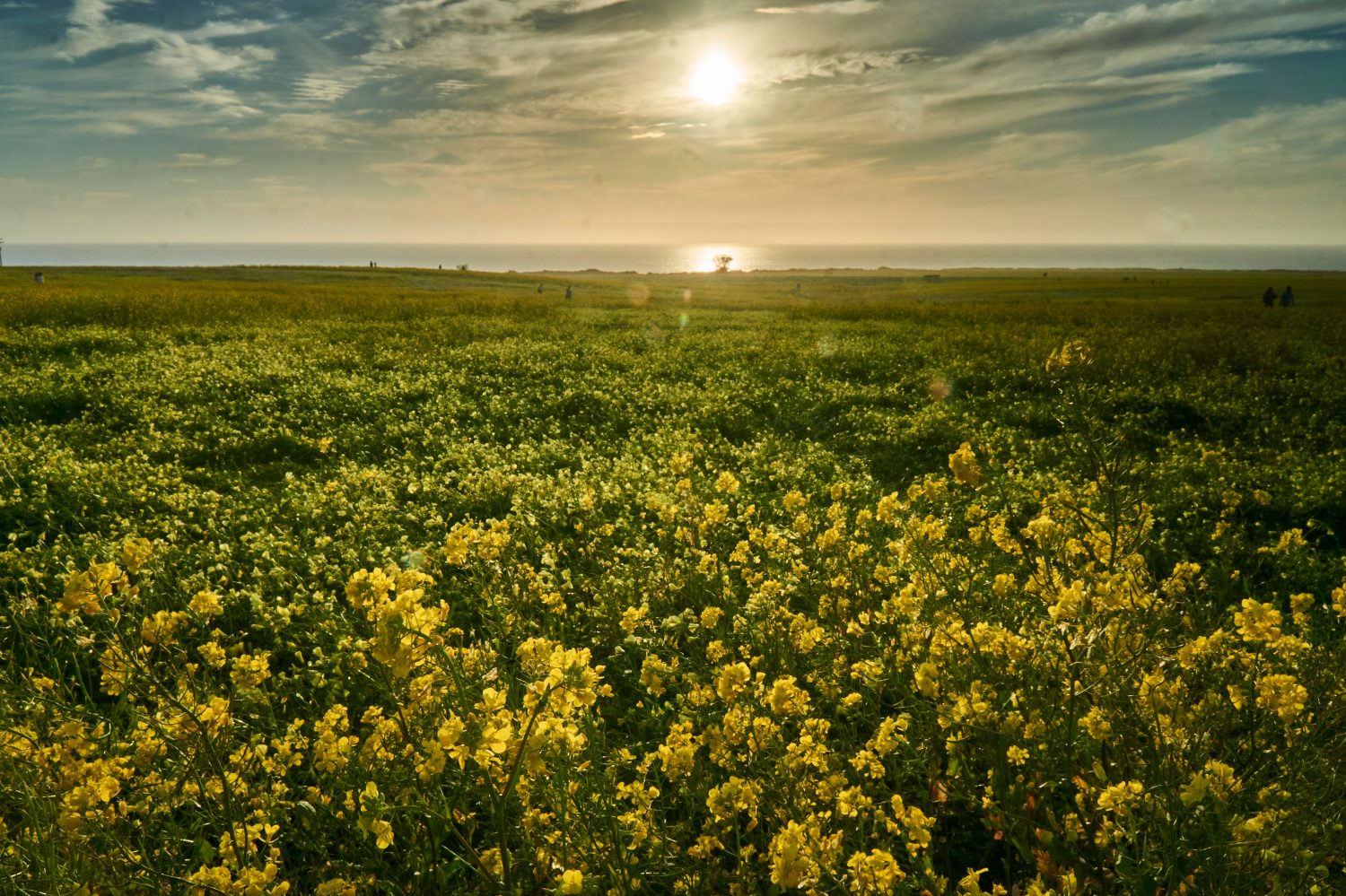 Campo dei fiori a Half Moon Bay, Califronia durante l'ora d'oro del tramonto.