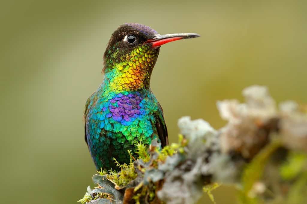 Uccello rosso lucido lucido. Colibrì dalla gola ardente, Panterpe insignis, uccello colorato seduto sul ramo. Animale luminoso di montagna proveniente da Panama.