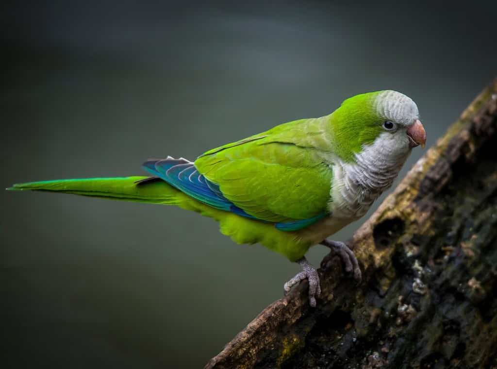 Bellissimi colori di un parrocchetto monaco