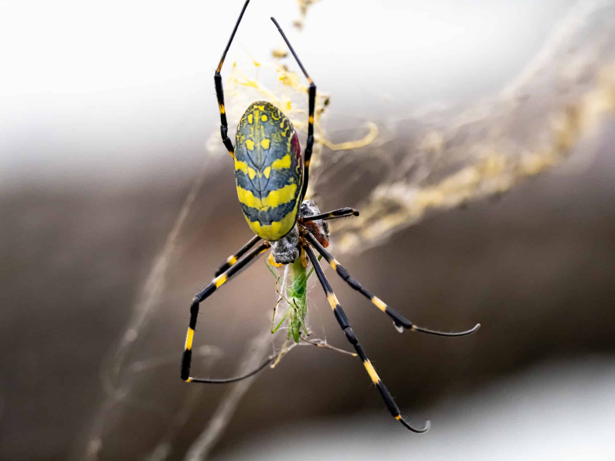 Il ragno giapponese Joro tessitore di sfere che mangia una cavalletta