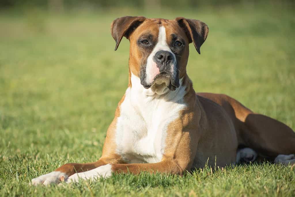 Compagno Fedele": ritratto di un cane boxer dall