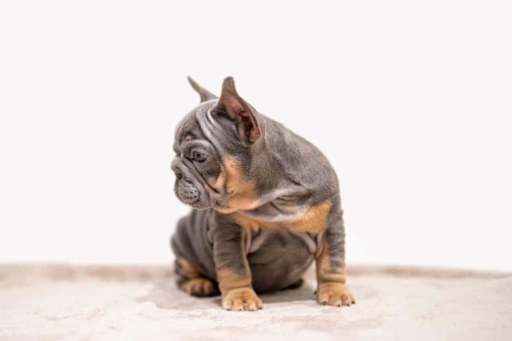 Bellissimo Bulldog francese Big Rope lilla e marrone chiaro