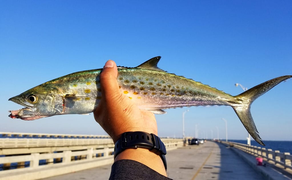 Tenendo uno sgombro spagnolo appena pescato al molo di pesca Skyway, San Pietroburgo, Florida, Stati Uniti