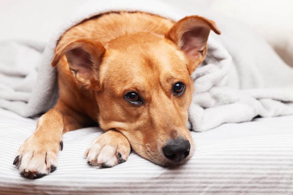 sterilizzare un cane su petsmart