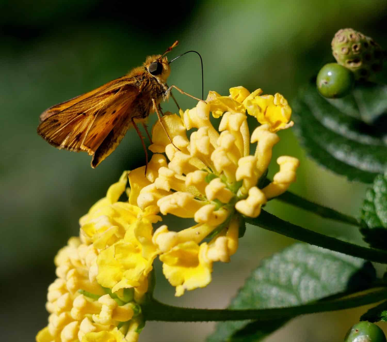 Maschio Fiery Skipper nectaring su un fiore di lantana. Giardino botanico di Williamsburg, Virginia 1/11/19
