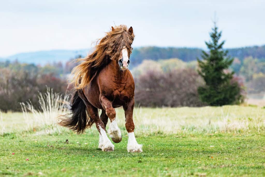 Cavallo Percheronte