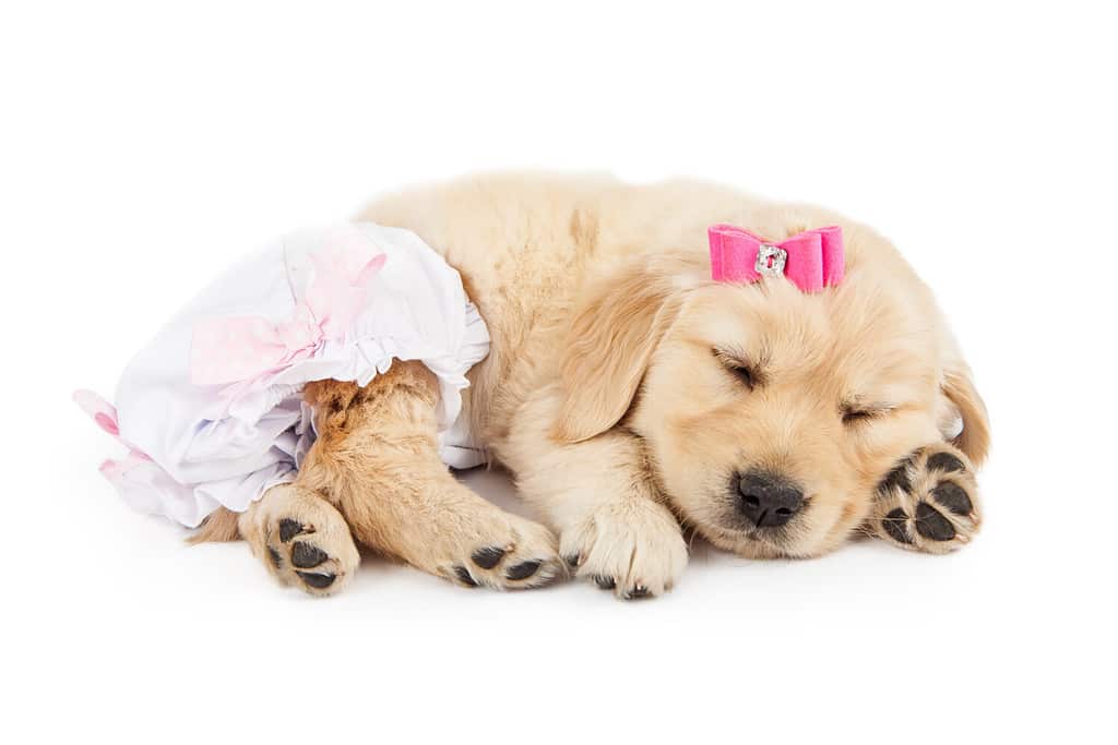Foto divertente del simpatico cucciolo di cane Golden Retriever che indossa un fiocco rosa e un pagliaccetto per pannolini