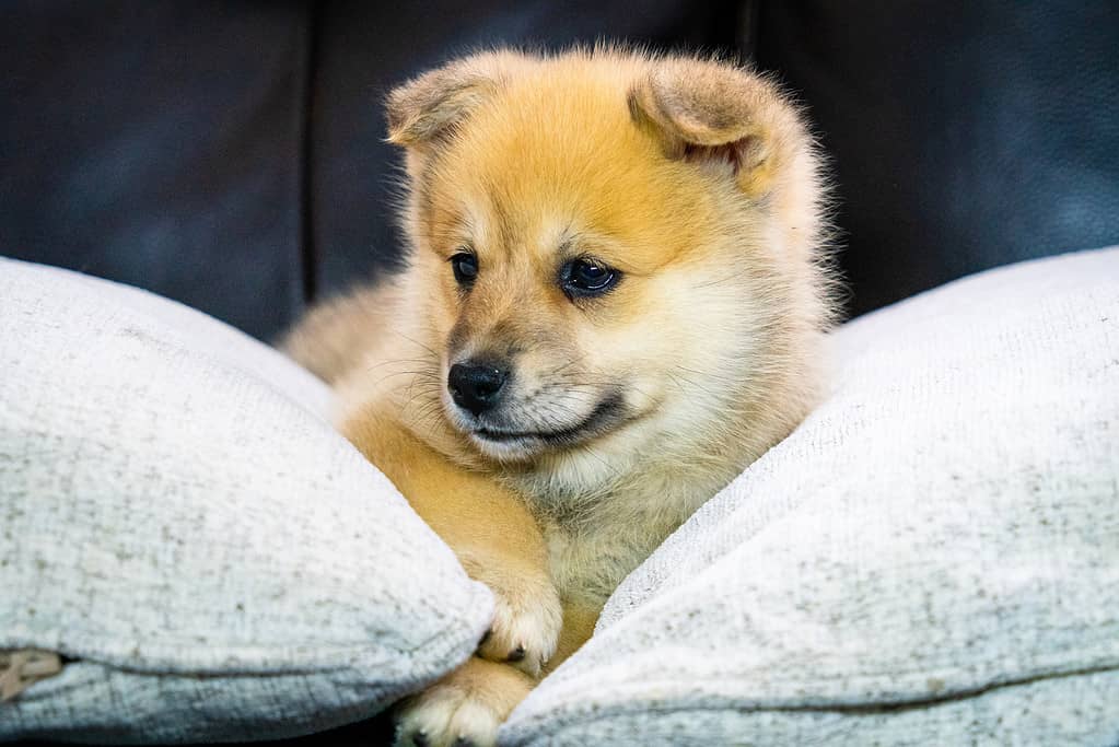 Il mio cucciolo di orsetto Pomsky