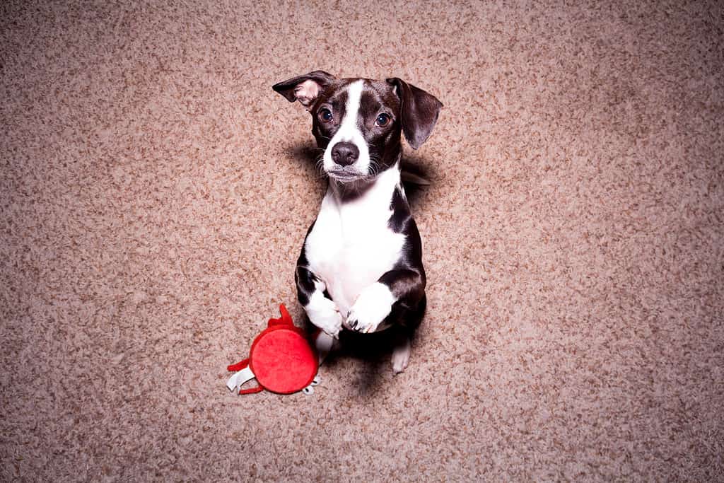 Quanto è grande un Chiweenie adulto? Ciò può dipendere, tra le altre cose, dalla dieta corretta.