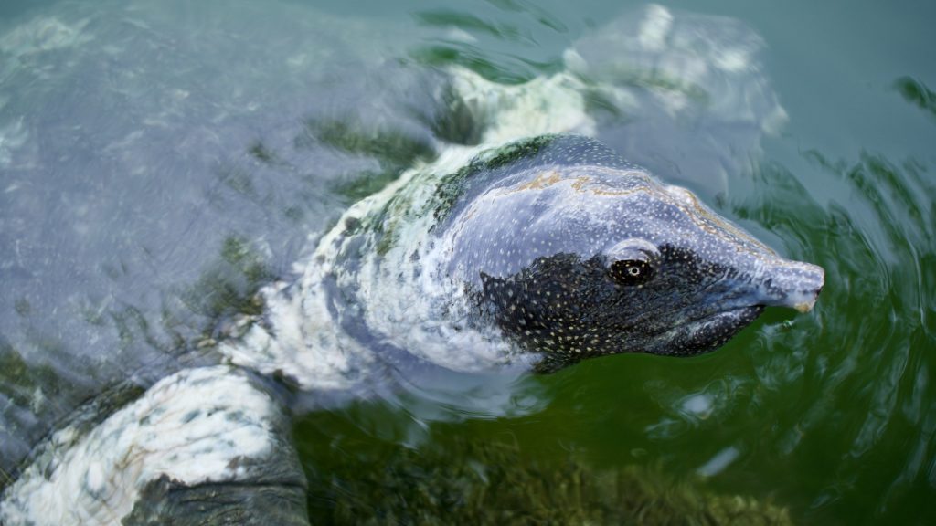 Tartaruga del Nilo.  Tartaruga dal guscio molle africana o tartaruga dal guscio molle del Nilo (Trionyx triunguis).