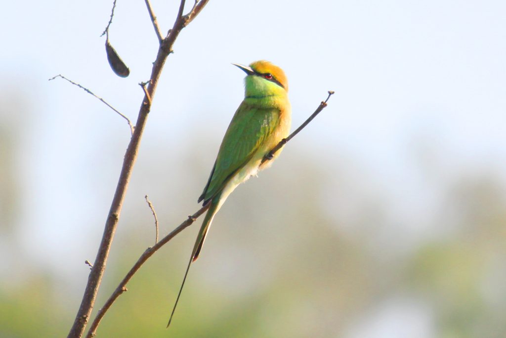 Il gruccione verde africano