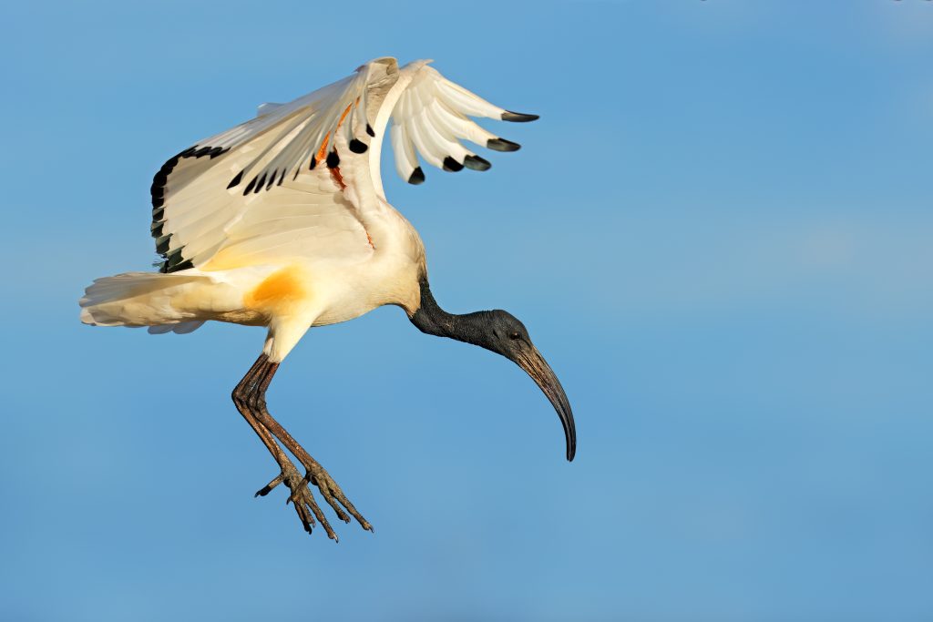 Un Ibis sacro africano (Threskiornis aethiopicus) in volo con le ali aperte, Sud Africa