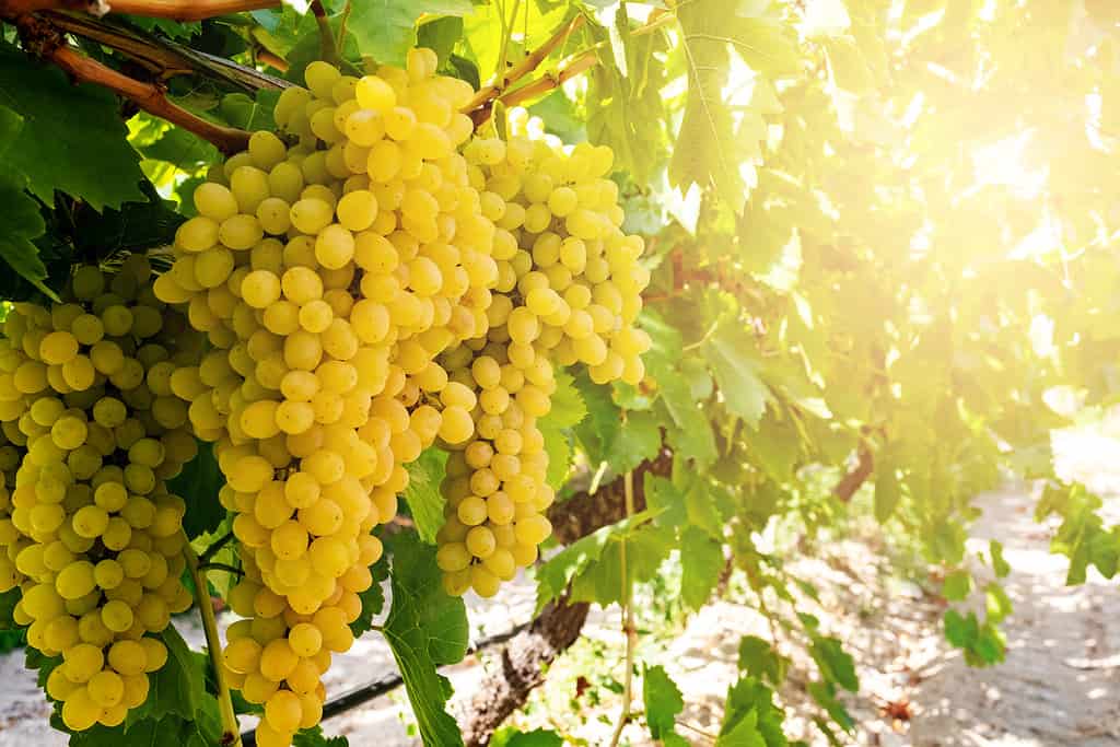 Uva Gialla