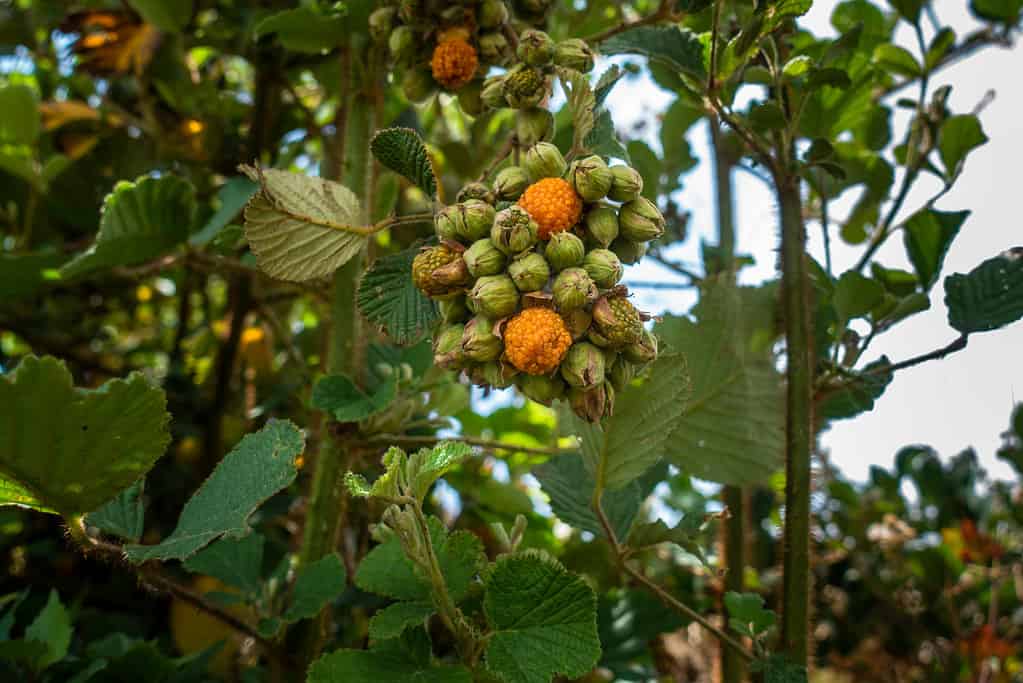Lampone giallo dell'Himalaya