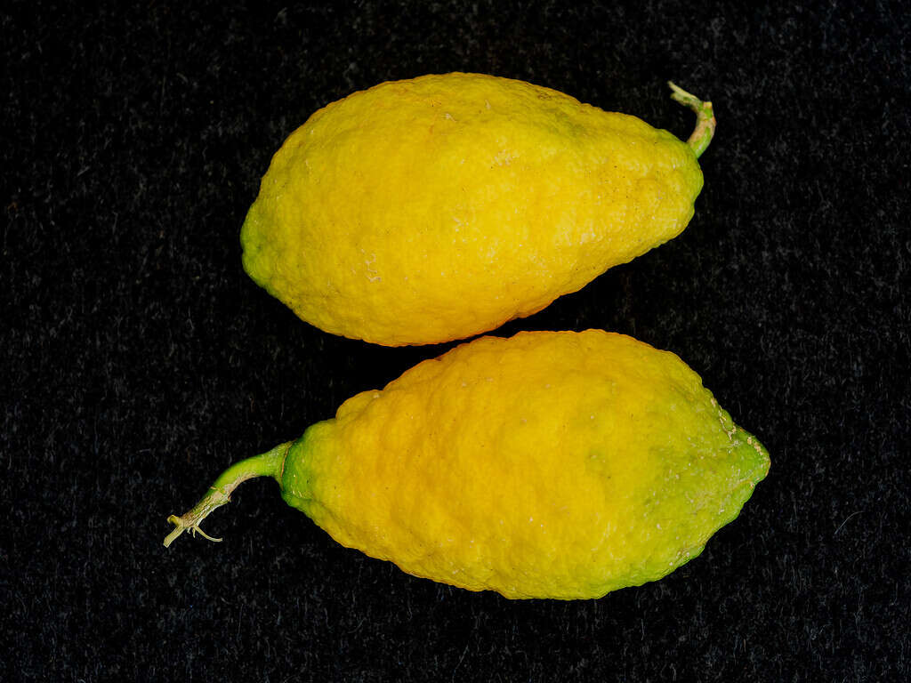 Giallo Cedro