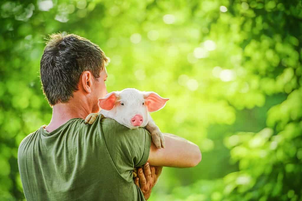 Felice giovane maiale sulle mani degli uomini, in un giardino.  Amicizia uomo e animale.  Concetto di amore per la natura, rispetto per il mondo e amore per gli animali.  Ecologico, biologico, vegano, vegetariano