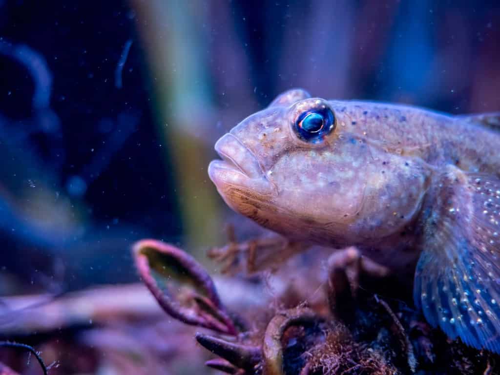 Un pesce ghiozzo si deposita sul fondo di un acquario.