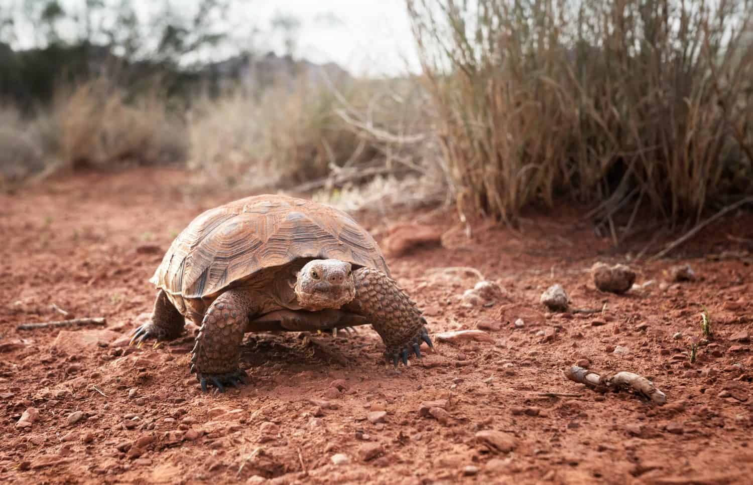 Tartaruga del deserto di Sonora (Gopherus morafkai) nello Snow Canyon State Park, Utah, Stati Uniti.  Specie vulnerabili minacciate nella Lista Rossa della Natura.