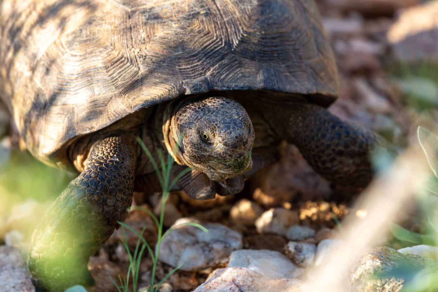 Tartaruga del deserto, Gopherus agassizii, che cammina attraverso il deserto di Sonora in cerca di cibo e forse di un compagno.  Un grande rettile in habitat naturale.  Contea di Pima, Valle dell'Oro, Arizona, Stati Uniti.