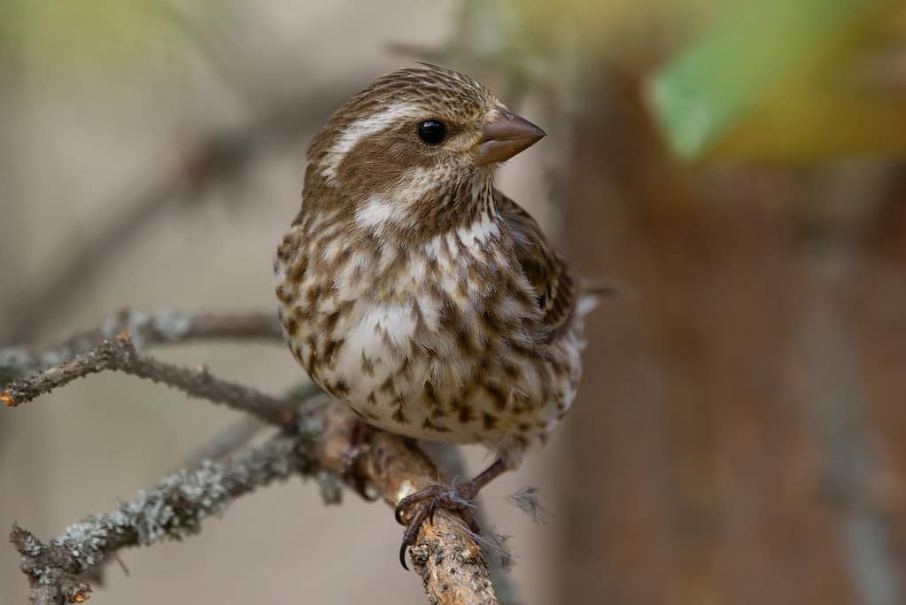 Sguardo di profilo della femmina Purple Finch sull'albero di abete rosso.