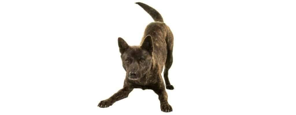 Cane Kai Ken isolato