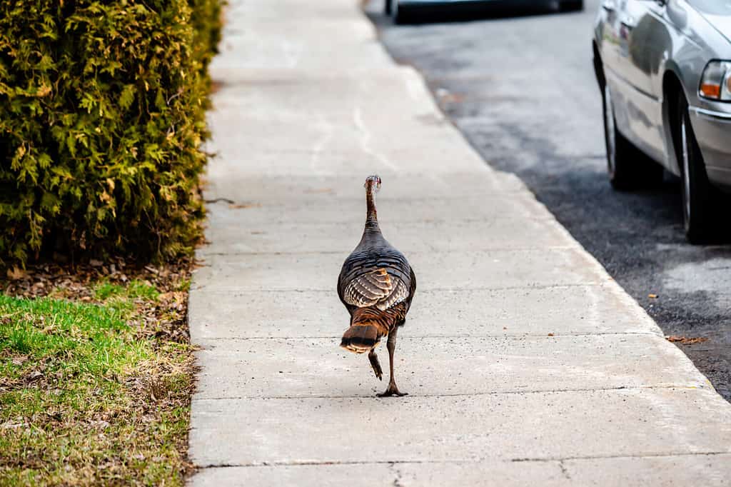 Tacchino selvatico che cammina in città