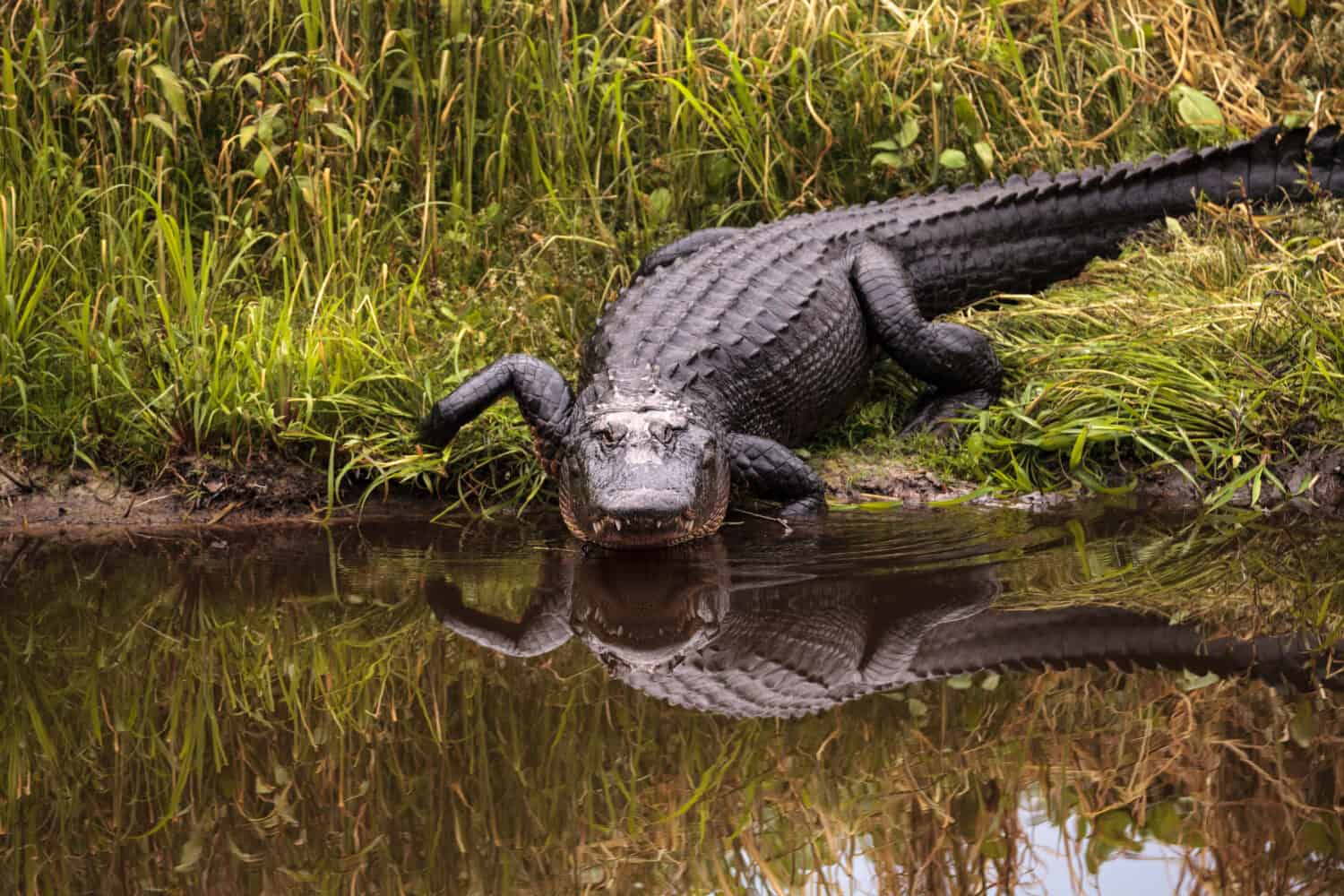 Grande e minaccioso alligatore americano Alligator mississippiensis nella zona umida e palude del Myakka River State Park a Sarasota, Florida, Stati Uniti