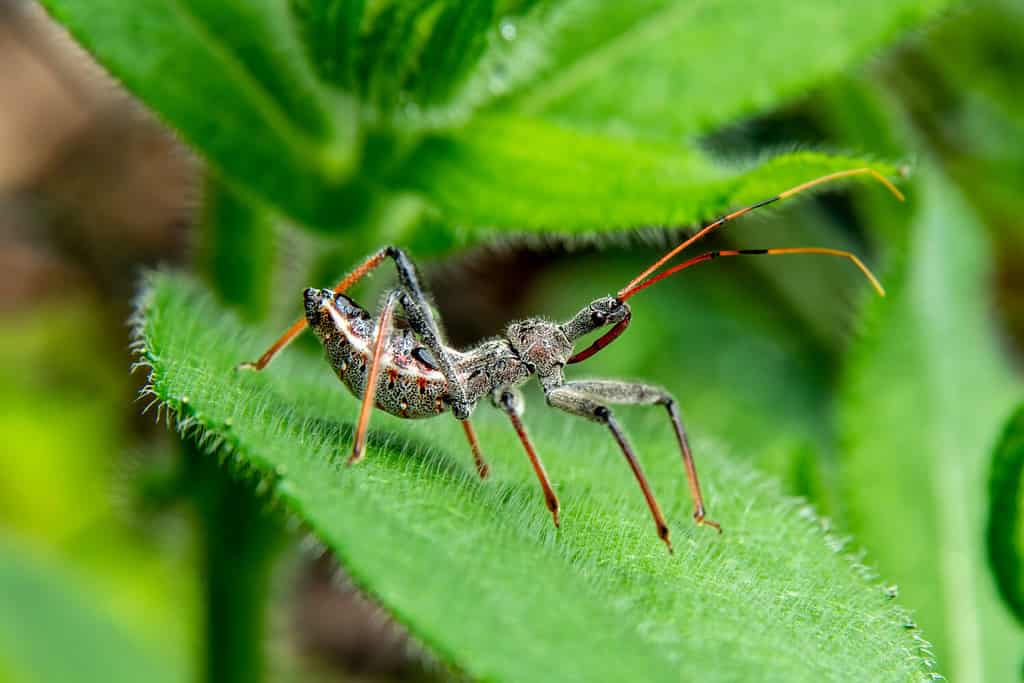 Una ninfa Assassin Bug, conosciuta anche come Wheel Bug, nascosta in un giardino in attesa di una preda. È noto come insetto della ruota per la crescita rotonda e dentellata che arriva con la maturità, cosa che manca a questa ninfa.