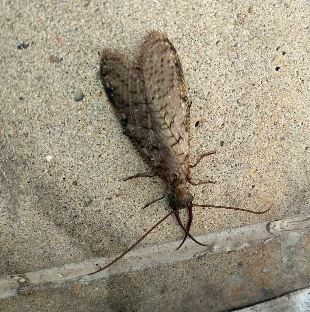 Il dobsonfly orientale