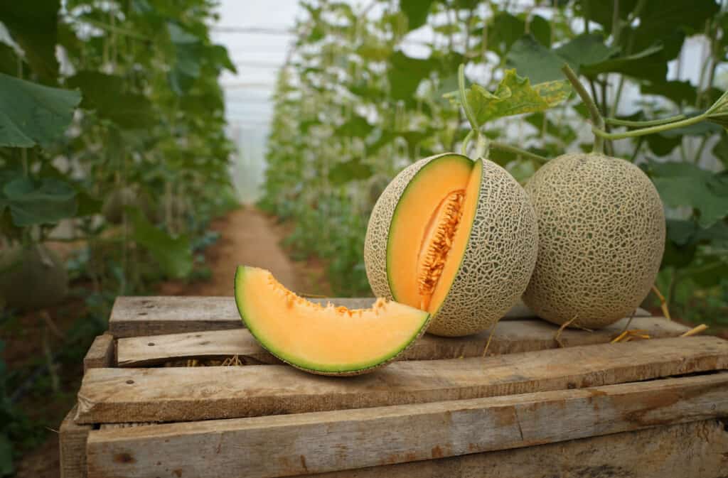 Cantalupo su una cassa