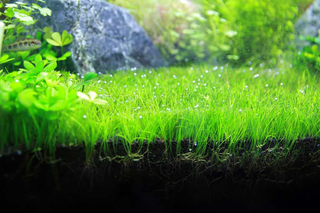 Piante acquatiche "Dwarf Hairgrass", che generano molte bellissime bolle di ossigeno, con molte piante arbustive, pesci e rocce sullo sfondo, piantate in acqua dolce, in un acquario da 24 pollici.