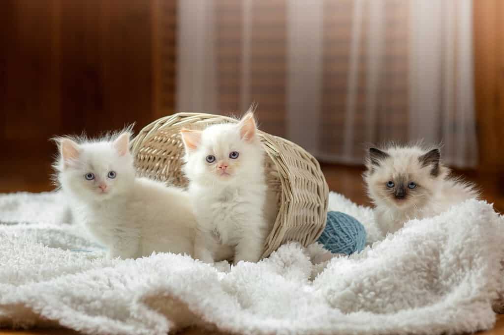 soffici tre gattini su bianco in un plaid. Gatto bambola di pezza bicolore con palla blu