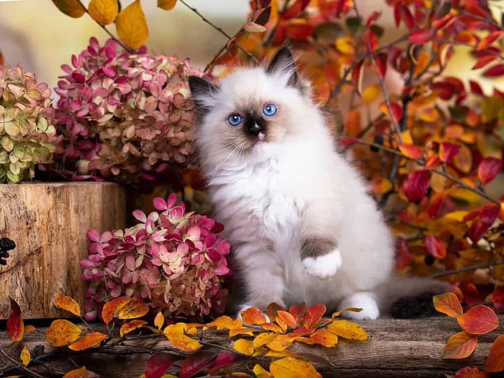 I gattini allevano ragdoll sullo sfondo autunnale,