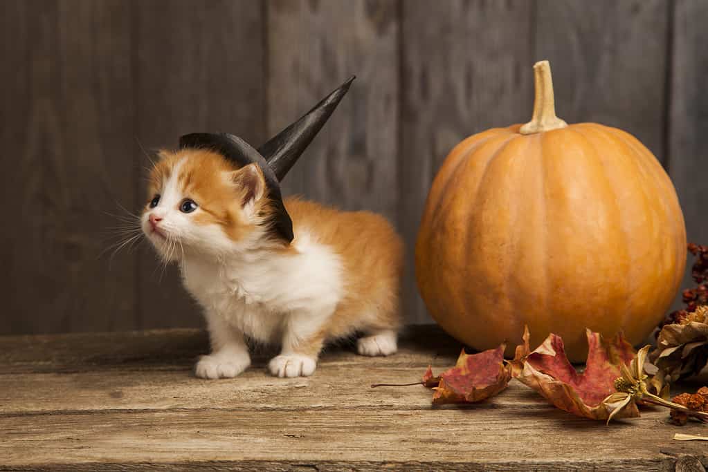 5 graziosi costumi di Halloween per animali domestici