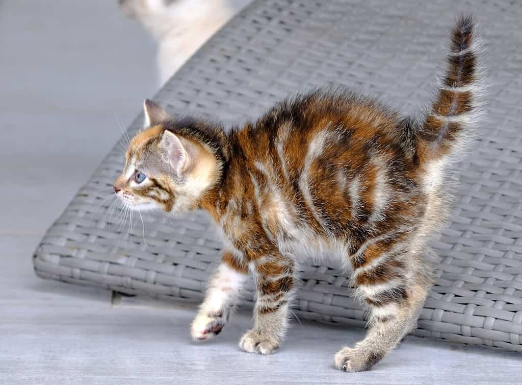 Gattino di 6 settimane bellissimo, curioso e molto divertente