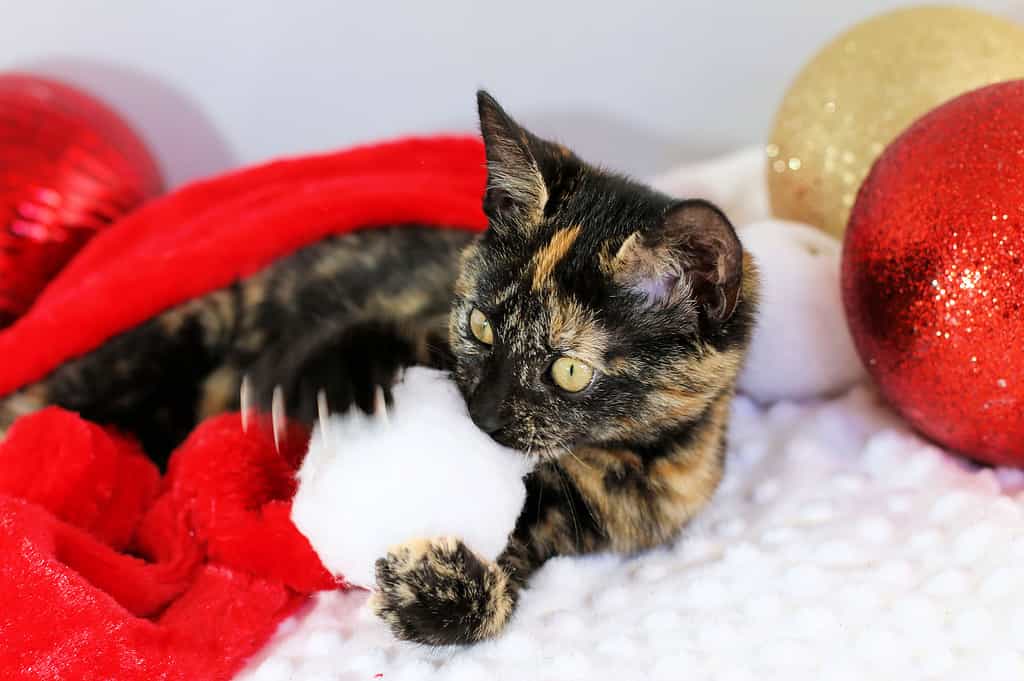 Piccolo gattino di guscio di tartaruga che gioca