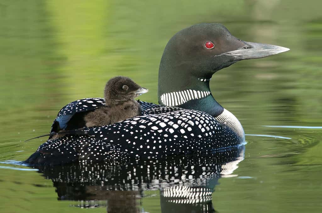 Baby Common Loon (Gavia immer) cavalca sulla schiena della madre