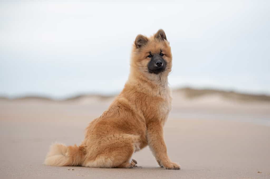 eurasier in spiaggia e al parco