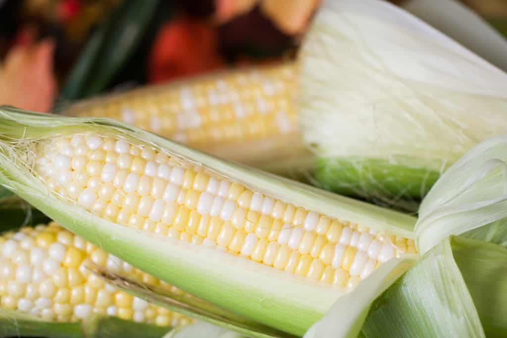 Il mais Pesche e Crema è una delle oltre 40 varietà di mais.