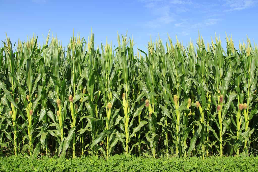 Campo di mais, i raccolti più preziosi raccolti nell'Illinois