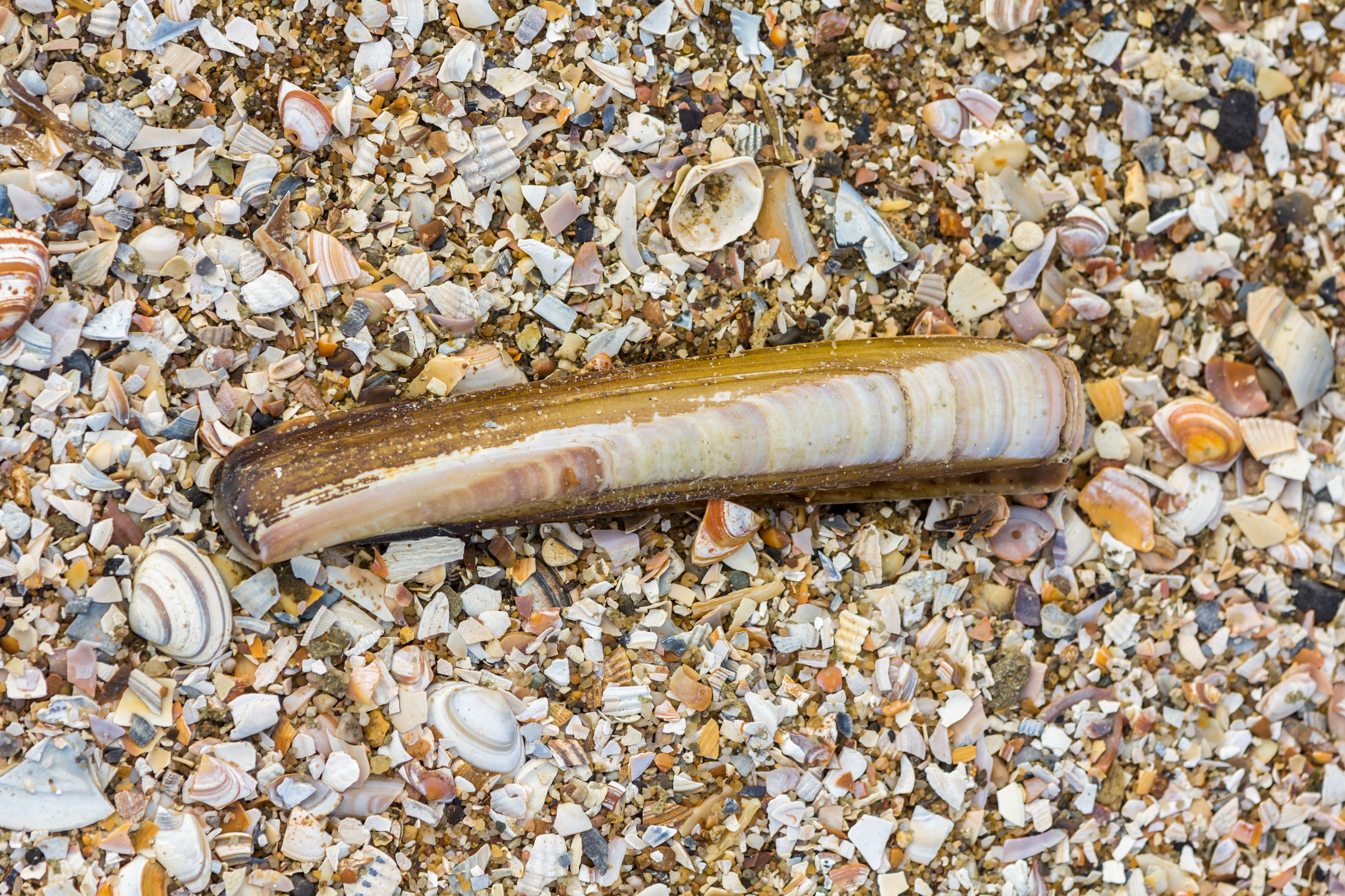Cannolicchio atlantico sul letto di conchiglie frantumate