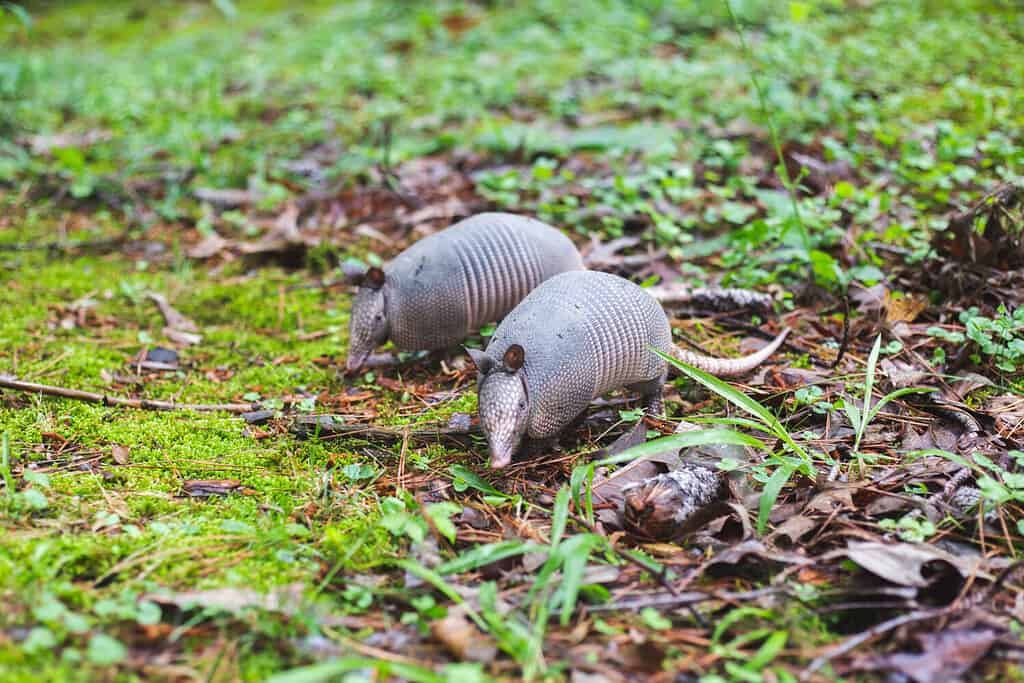 Bambini armadillo nel cortile