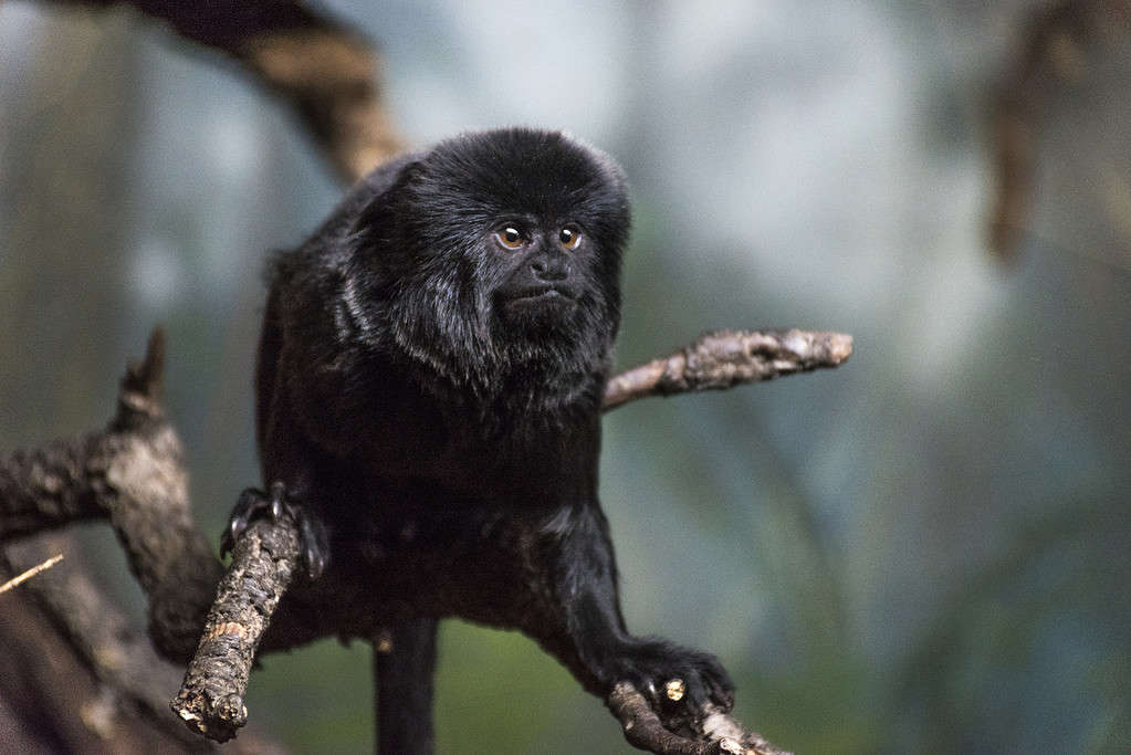 La scimmia di Goeldi; animali che mangiano funghi