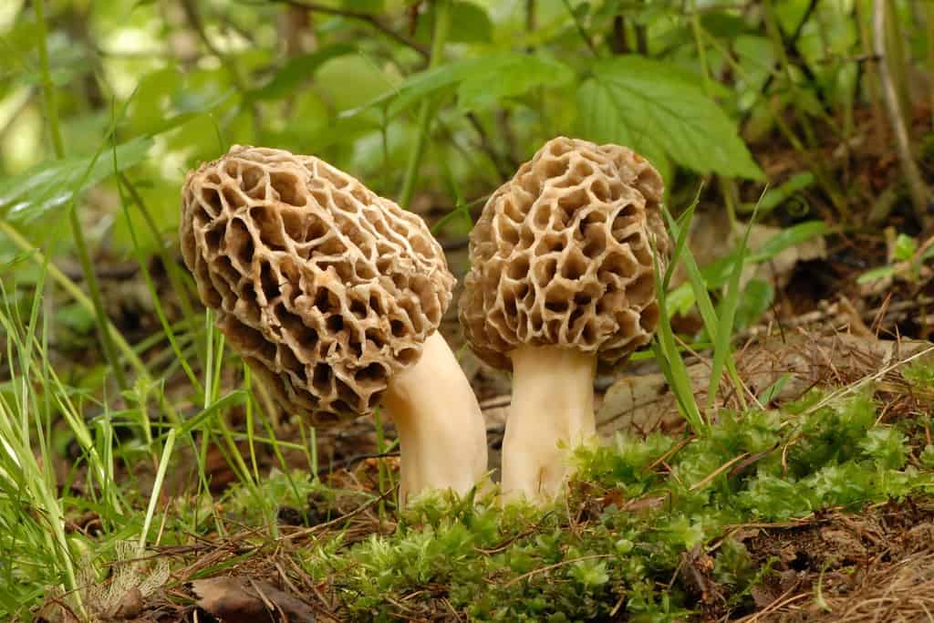 Fungo comune della spugnola (Morchella esculenta)