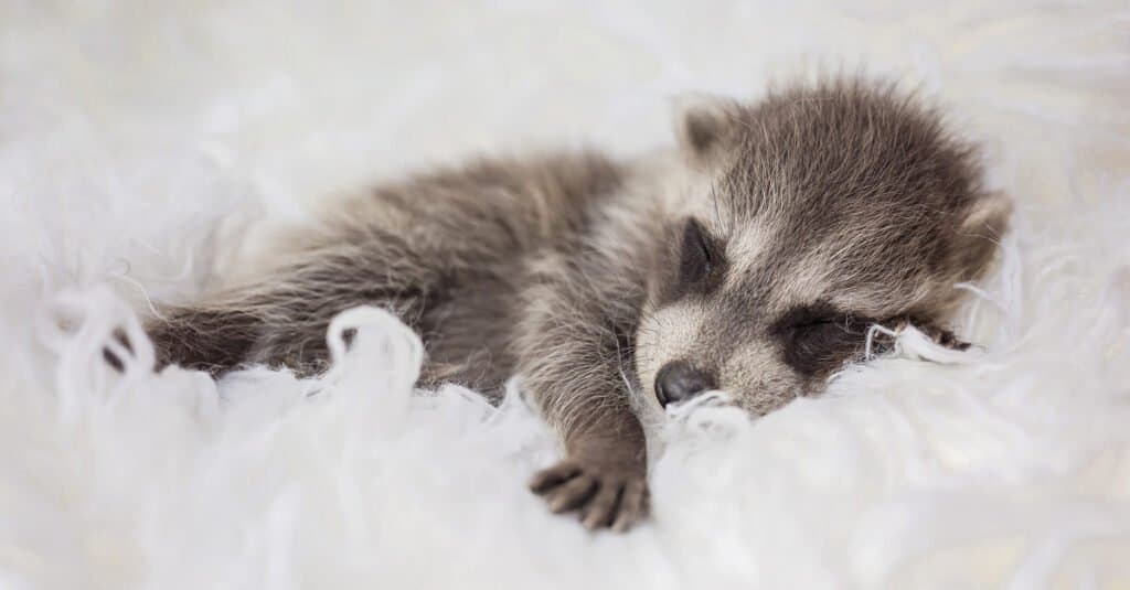 come prendersi cura di un cucciolo di procione